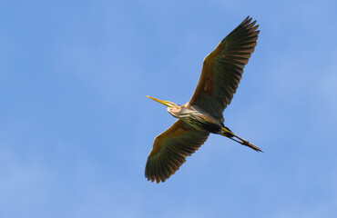 Purple heron, Ardea purpurea. Early morning bird flies against the blue sky