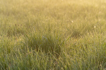 Wet green morning grass