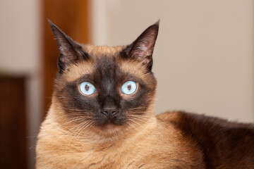 Portrait of a cute siamese breed cat with beautiful blue eyes