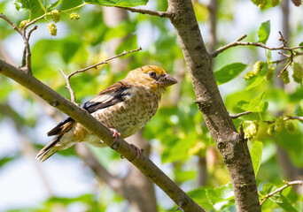 Hawfinch, Coccothraustes coccothraustes. Young bird, chick sits on a mulberry branch