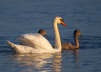 Mute swan, Cygnus olor. In the early morning, a family of swans floats along the river along the shore
