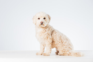 Maltipoo dog isolated on a white background