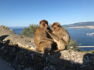 Fototapeta premium Felsen von Gibraltar Mittelmeer Fels Berg mit Affen Berberaffe
