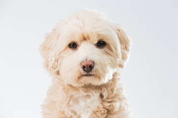 Close up of a cute Maltipoo dog face on a white background
