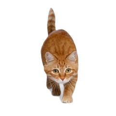 Crouching red cat on Isolated white background, front view