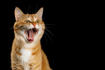 Funny Portrait of Amazement Ginger Cat with opened Mouth and big eyes on Isolated Black Background