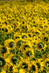 Field of sunflowers