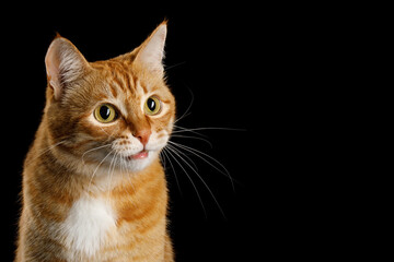 Cute Portrait of Red Cat Looking at side amazement on Isolated Black Background, profile view