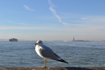 A seagull on the background of the Statue of Liberty, New York, Hudson