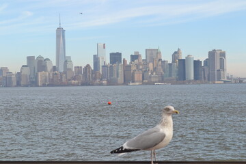 A seagull on the background of Manhattan, New York, Hudson