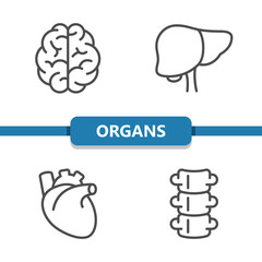 Internal Organs - brain, liver, heart, spine Icons