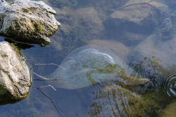Bryozoa in the water