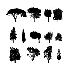 Vector trees in silhouettes. Vector black trees big set on white background.