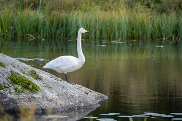 Swan on a rock