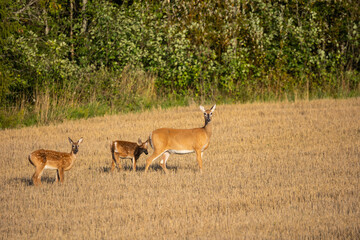 Deer family in a field