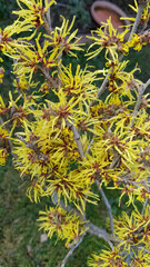 Zaubernuss, Hamamelis japonica