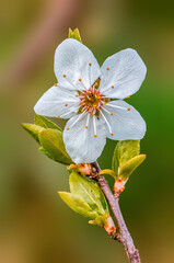 fresh spring blossoms at the beginning of the year