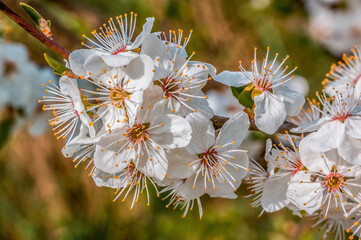fresh spring blossoms at the beginning of the year