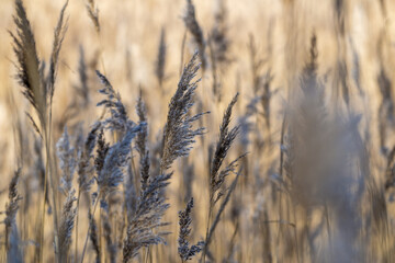 Fototapeta premium Gros plan sur des roseaux dans un marais, par une matinée d'hiver ensoleillée