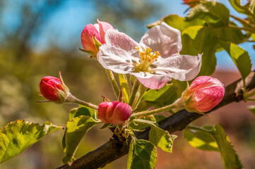 fresh spring blossoms at the beginning of the year