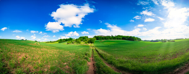 Summer field panorama on a sunny day