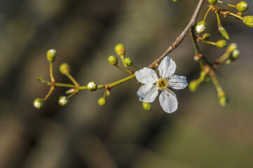 fresh spring blossoms at the beginning of the year