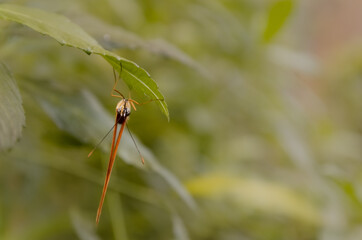 Mariposa con alas plegadas en el Mariposario de El Drago en Icod de los Vinos, Tenerife.