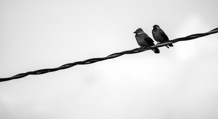 Crows on a powerline