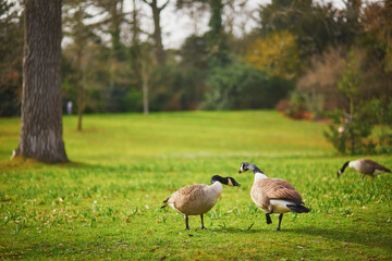 Couple of Canada geese on the grass in Park Bagatelle, Paris, France