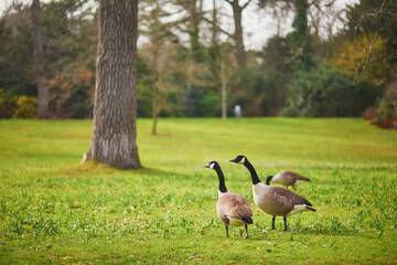 Couple of Canada geese on the grass in Park Bagatelle, Paris, France