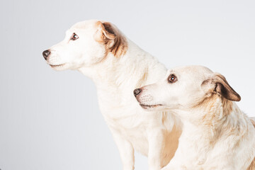 Side view of two Jack Russel Terrier friends looking to the left on a white background