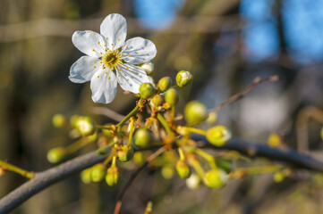 fresh spring blossoms at the beginning of the year