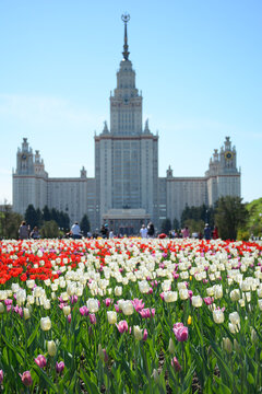 MOSCOW, RUSSIA - MAY 9 , 2018: Beautiful tulips near Lomonosov State University on Victory Day
