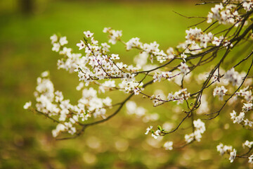 Fototapeta premium Beautiful apple tree blooming with white flowers