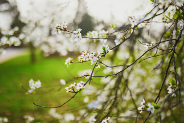 Beautiful apple tree blooming with white flowers