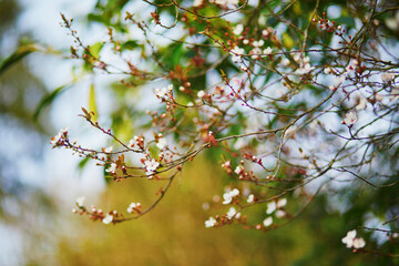 pink cherry blossom tree starting to bloom on a spring day