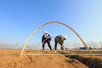 Farmers are installing bamboo arches and planting ginger in the fields.