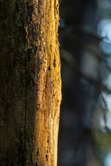 Fototapeta premium Sunlight tree
