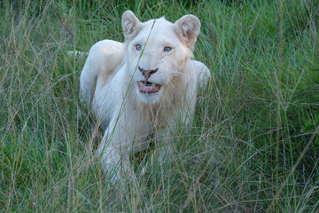 Young male lion resting and panting among the tall grass on a hot summer's day in South Africa