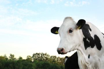 Pretty cow on farm, space for text. Animal husbandry