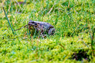 A common frog, Rana temporaria, hiding between the green gras and moss in Ireland