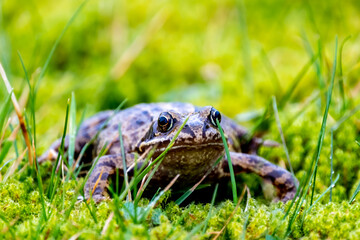 A common frog, Rana temporaria, hiding between the green gras and moss in Ireland