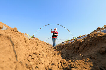 Farmers are installing bamboo arches to plant sweet potato seedlings.