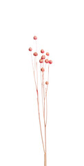 Beautiful tender dried flowers on white background.