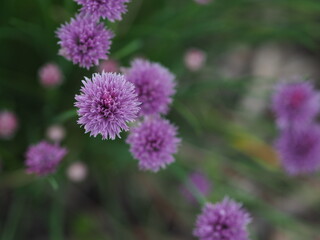 Blooming  purple chives in the garden. Overhead view.
