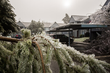 Ice-covered plants and branches fallen after an ice storm in urban area
