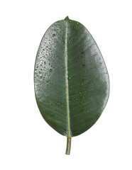 Fresh green leaf of Ficus elastica plant isolated on white