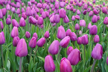 Beautiful bouquet of tulips. colourful tulip with dew drops. tulips in spring. Tulips blooming in the garden.