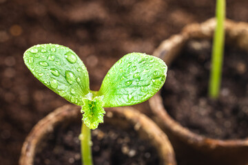 Close-up leaf of seedling with water drops. Growth planted pumpkin plant in biodegradable peat pot...