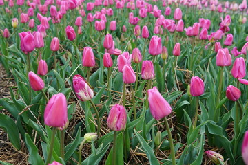 Beautiful bouquet of tulips. colorful tulips. tulips in spring. Pink tulips blooming in the garden.